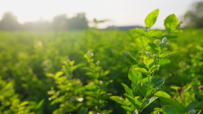 茶园种植茶叶采摘茉莉花实拍