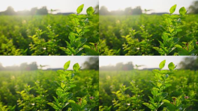 茶园种植茶叶采摘茉莉花实拍