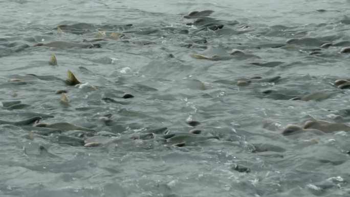 阿拉斯加粉红鲑鱼产卵