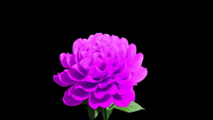 花中之王牡丹花魏紫，牡丹四大名品之一