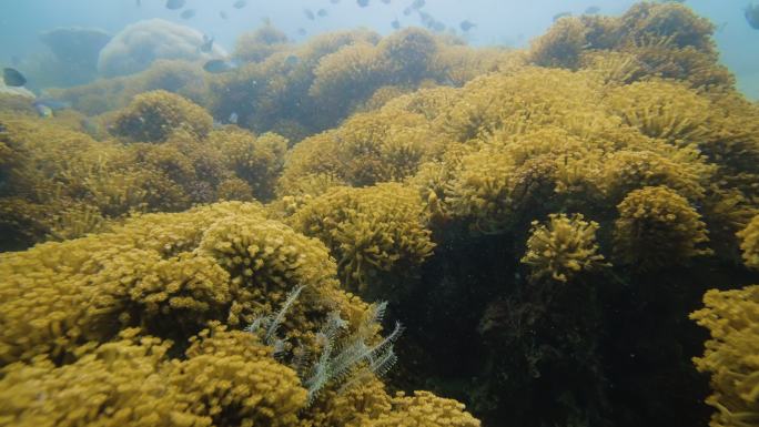 水下茂盛的软珊瑚宁静的场景海葵自然之美