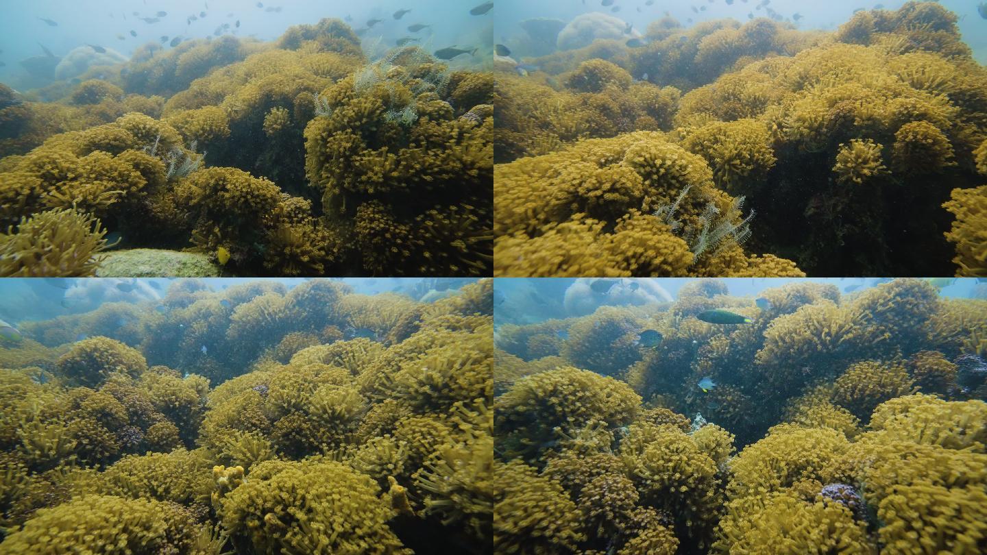 水下茂盛的软珊瑚宁静的场景海葵自然之美