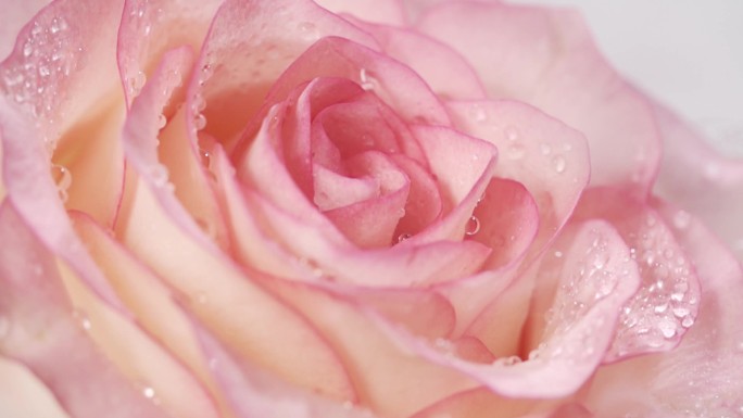 实拍玫瑰 雾中的粉玫瑰 粉玫瑰花朵