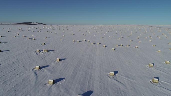 北方大雪覆盖的田地里打完捆的玉米等待离田