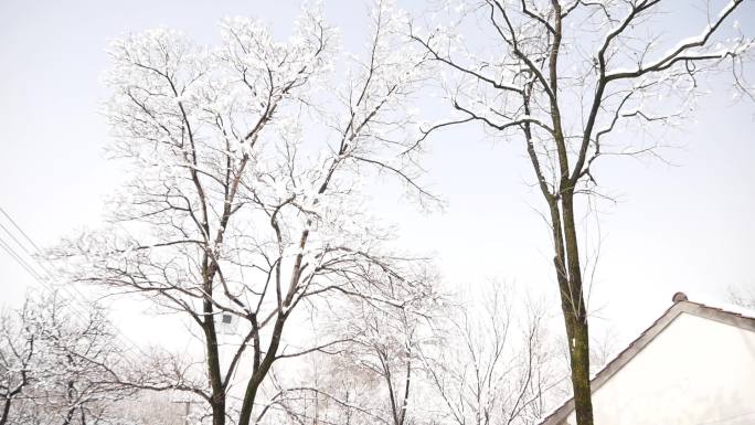 雪后天晴 雪景 树 风