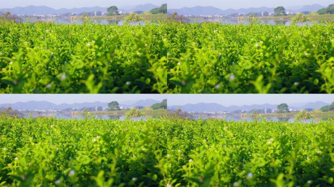 茉莉花茶叶茶园新茶春茶嫩芽特写