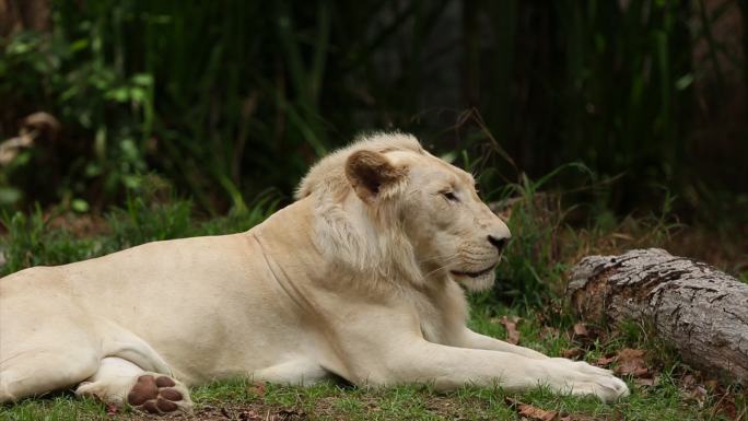 白狮母狮雄狮栖息地生存繁殖