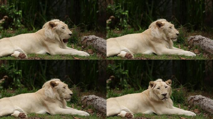 白狮母狮雄狮栖息地生存繁殖