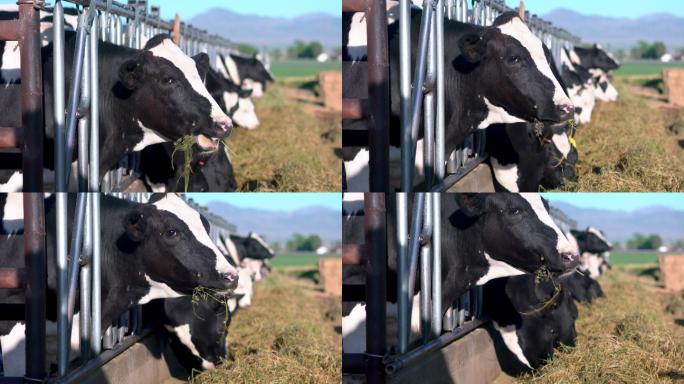圈里的牛在吃干草奶牛饲养场畜牧场牛圈围栏