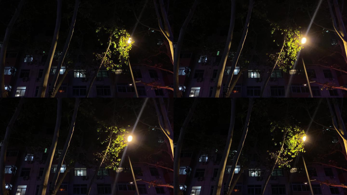 夜晚灯光风声树