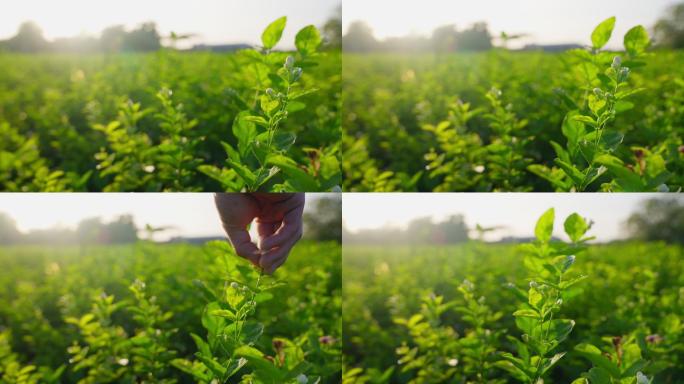 茶园种植茶叶采摘茉莉花实拍