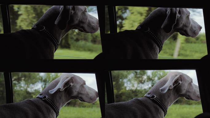 狗探出车窗看风景车窗探头窗外风景