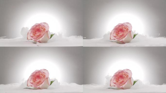 实拍玫瑰花雾中的粉色玫瑰花