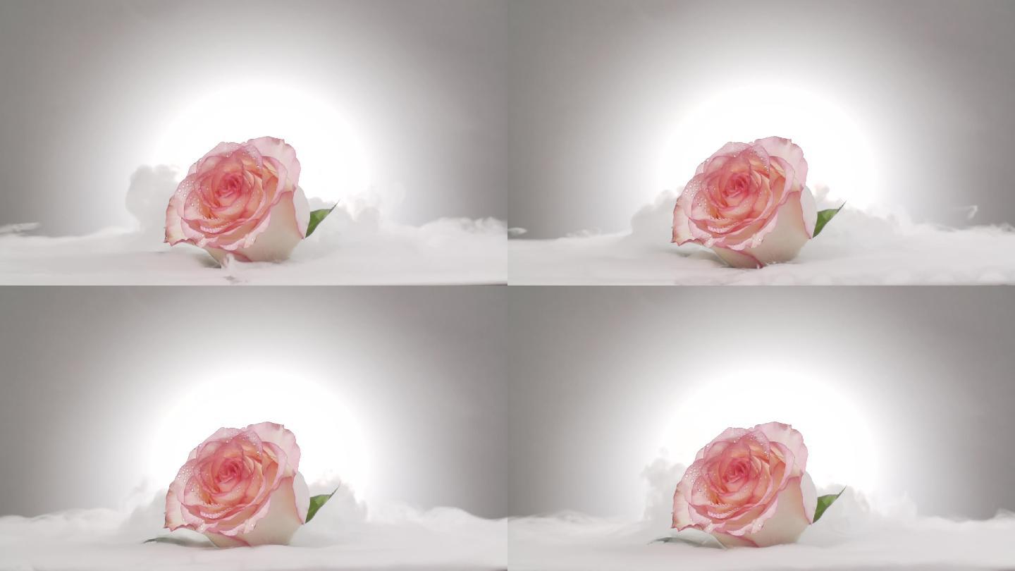 实拍玫瑰花雾中的粉色玫瑰花