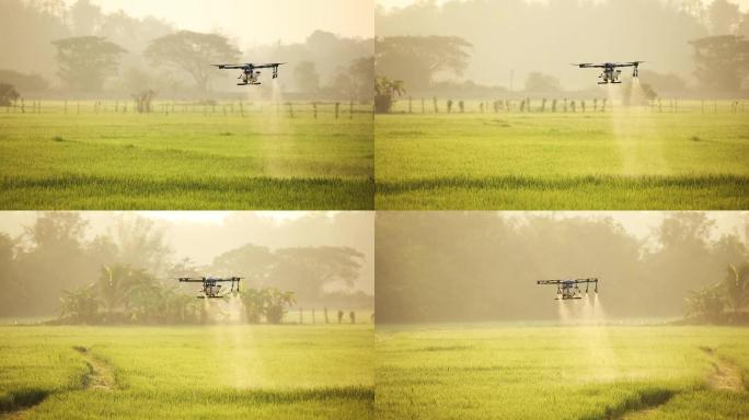 无人机飞向稻田喷洒肥料。