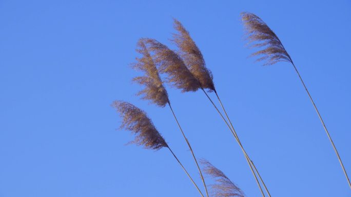 蓝背景风中芦苇花