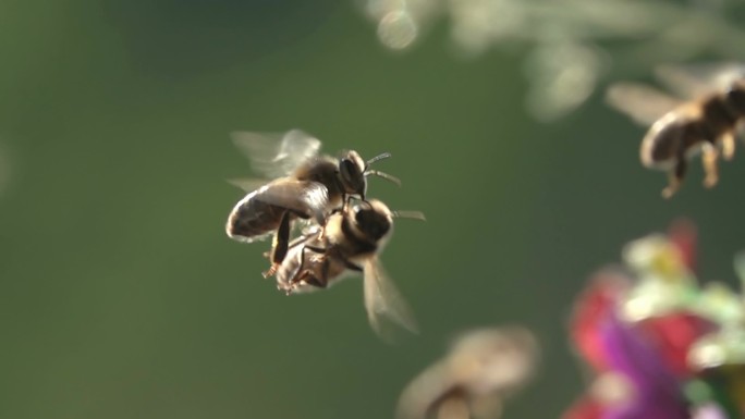 蜜蜂在飞翔蜜蜂特写近景蜜蜂微距升格慢动作