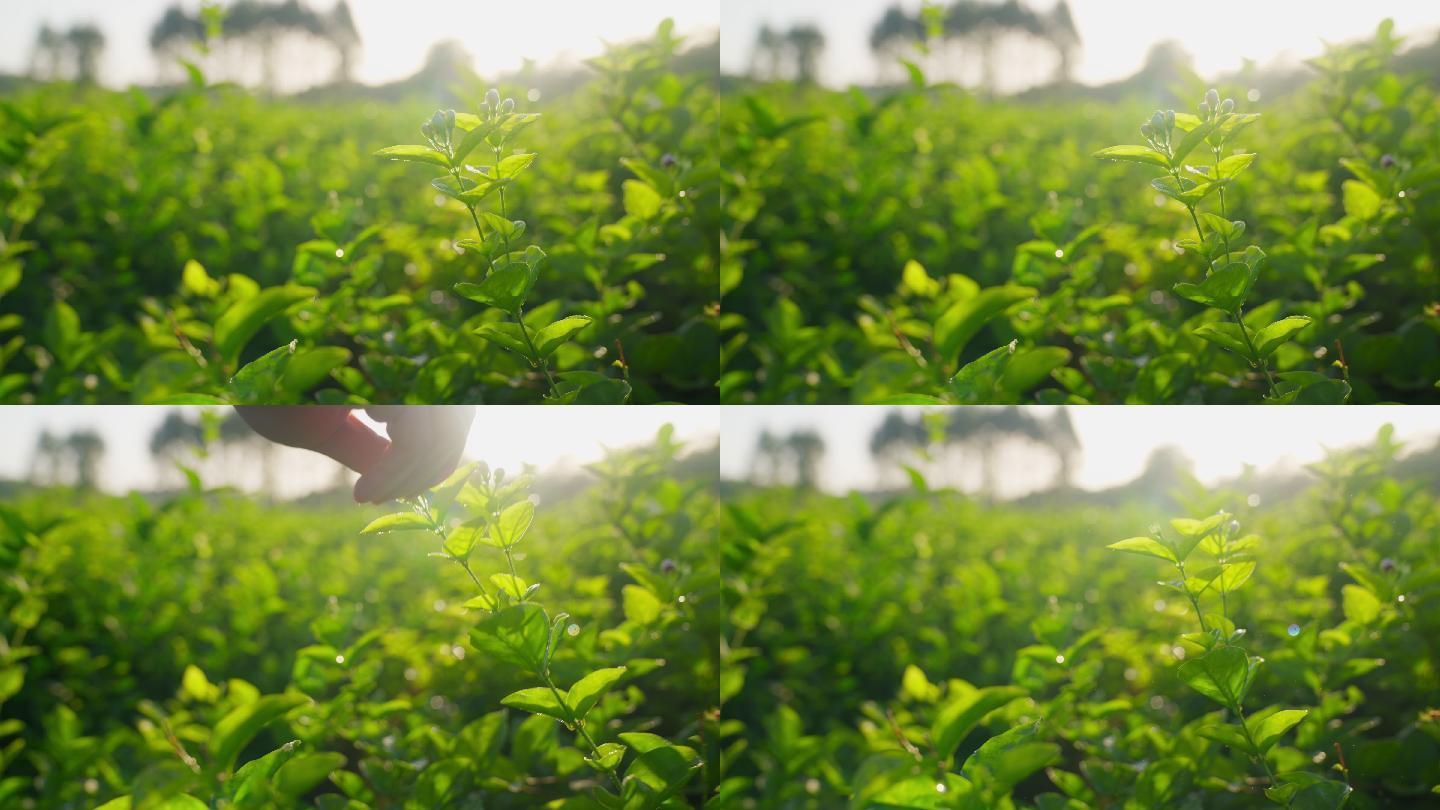 茶园种植茶叶采摘茉莉花实拍