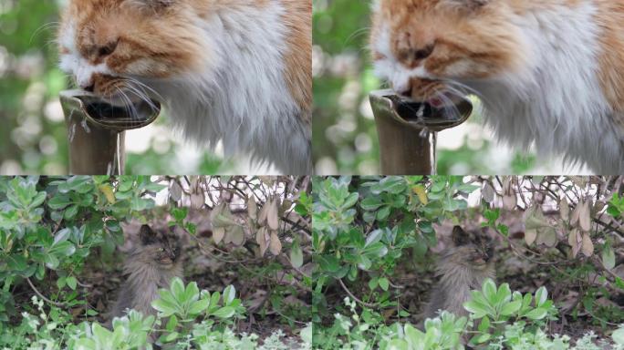 流浪猫公园水龙头喝水