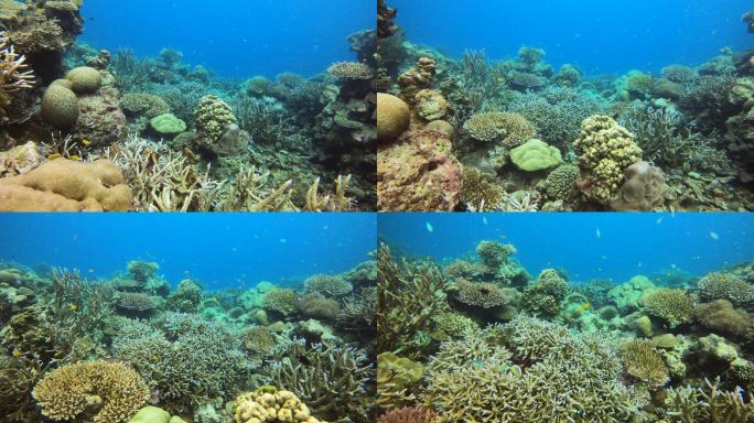 海底鱼类和珊瑚水下潜水新鲜海洋生物