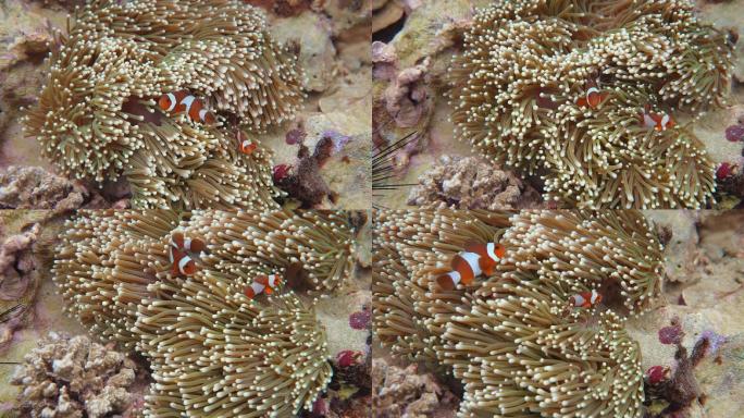 小丑鱼在珊瑚礁上游泳