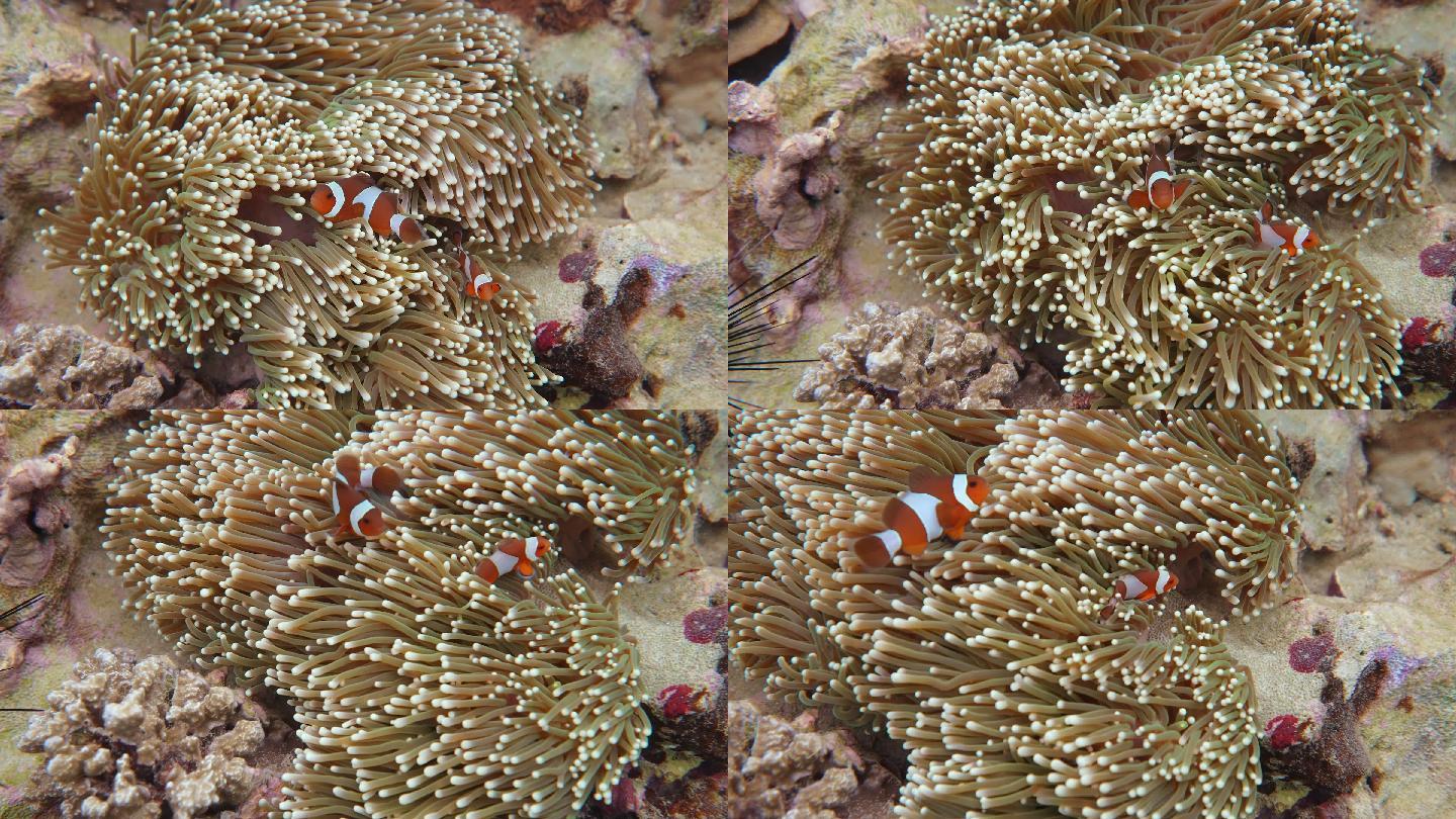 小丑鱼在珊瑚礁上游泳