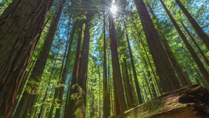 红木森林唯美阳光森林树叶逆光竹林柳树植物