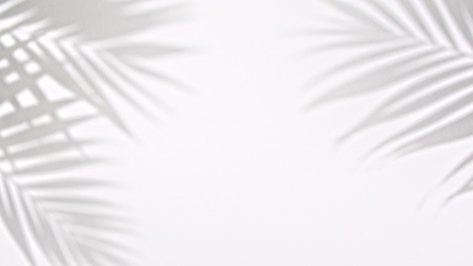 棕榈热带树叶的阴影在白色墙壁上