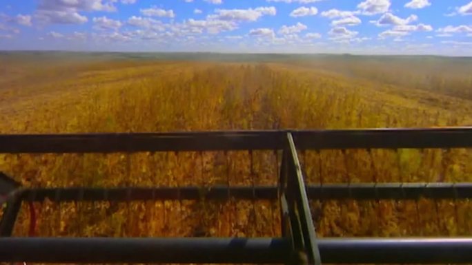 90年代小麦大豆农产品
