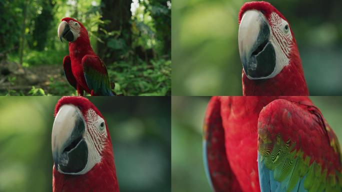 热带雨林 鹦鹉 8K