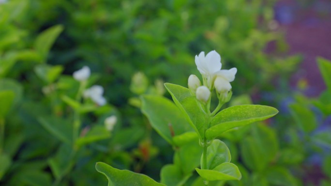 茉莉花茶叶茶园茶嫩芽特写