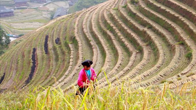 瑶族农民在稻田里干活