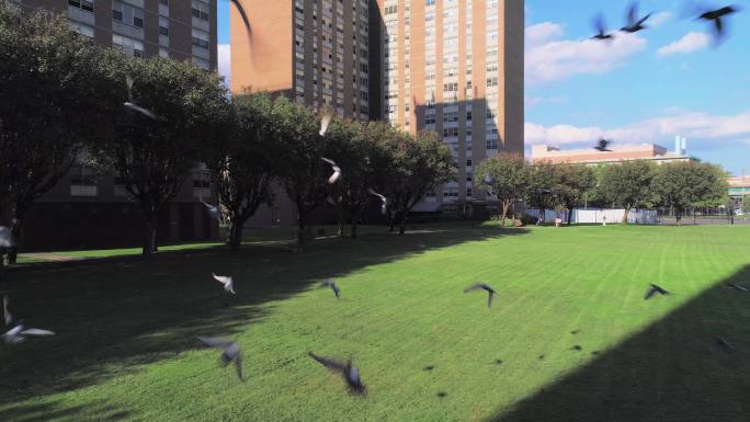 一群鸽子飞过居住区的庭院