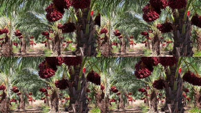热带水果农场农产品丰收视频素材