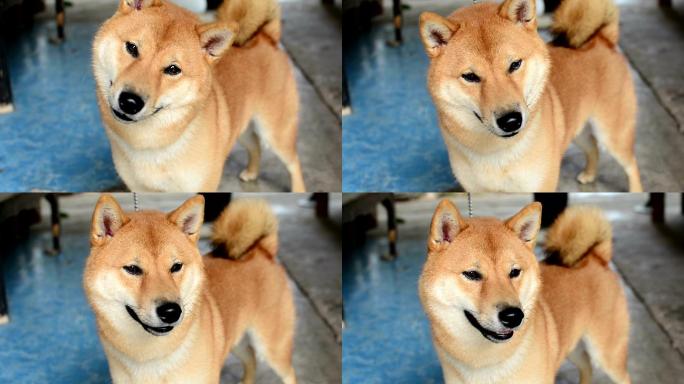 秋田犬宠物狗狗秋田犬动物