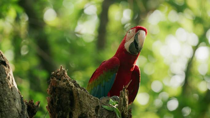 热带雨林 鹦鹉