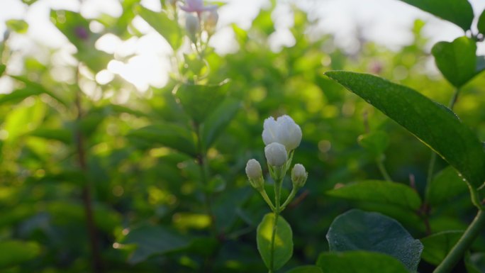 茉莉花茶叶茶园新茶春茶嫩芽特写