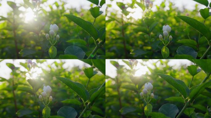 茉莉花茶叶茶园新茶春茶嫩芽特写