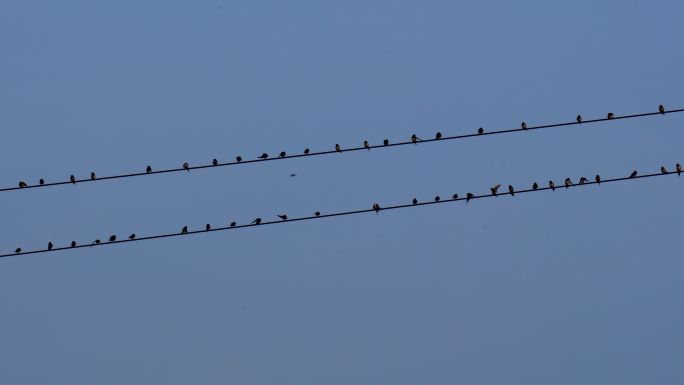 电线上的鸟鸟儿站在枝头自然春天森林鸟类野