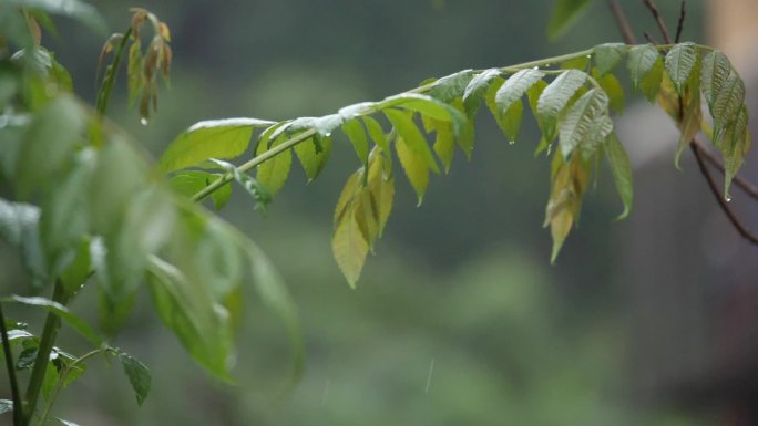 升格拍摄雨天暴雨雨滴飞溅