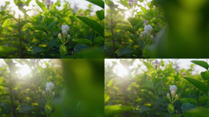 茉莉花茶叶茶园新茶春茶嫩芽特写