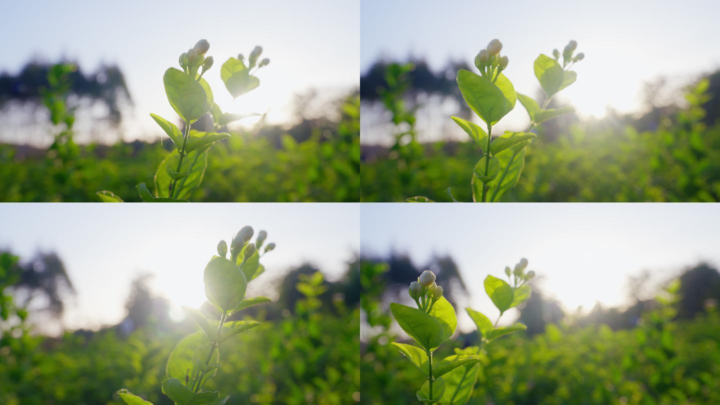 茉莉花茶叶茶园新茶春茶嫩芽特写