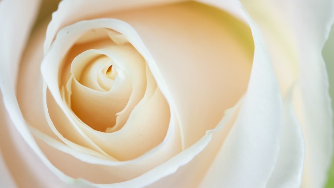 美丽绽放的白玫瑰特写