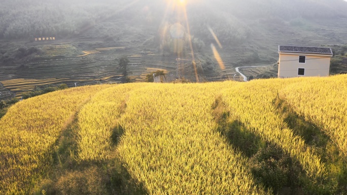 龙岩梯田风景水稻谷农业丰收稻田小麦粮食耕