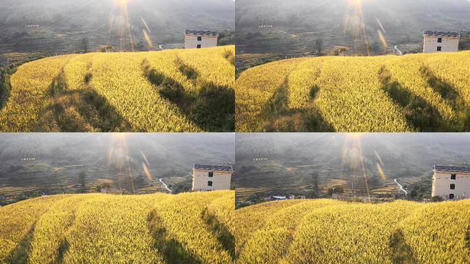 龙岩梯田风景水稻谷农业丰收稻田小麦粮食耕