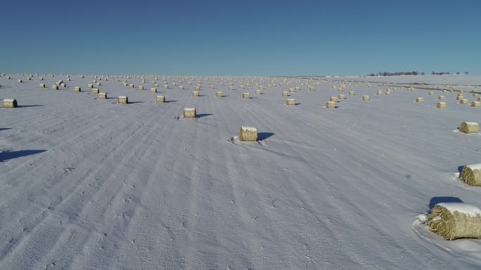 大雪覆盖的玉米地里打捆的玉米秸秆等待离田