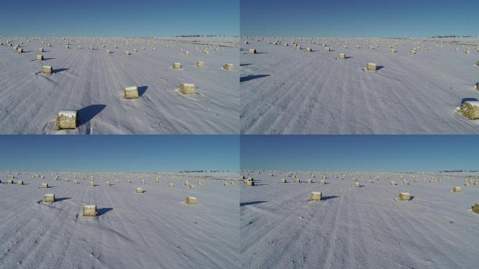 大雪覆盖的玉米地里打捆的玉米秸秆等待离田