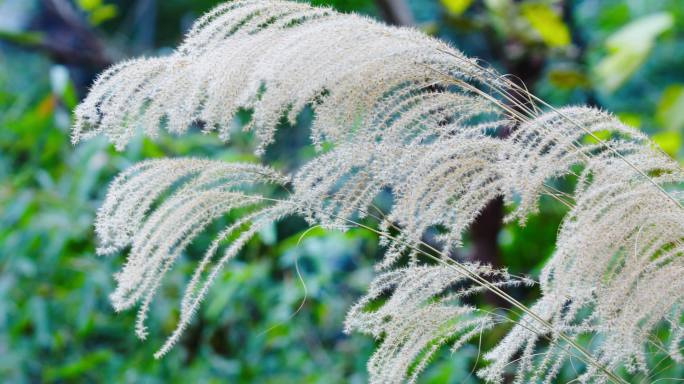 大风吹狗尾巴草