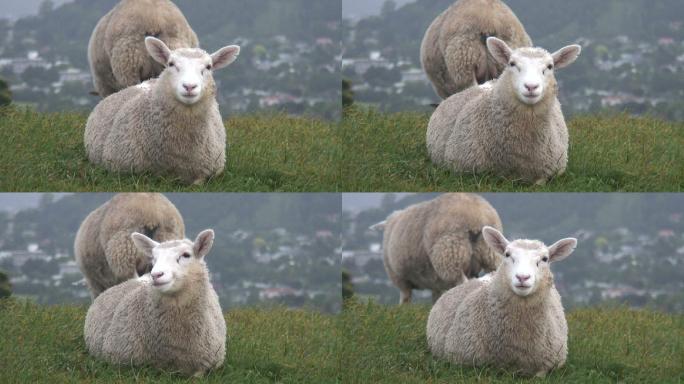 小羊盯着摄像机养殖户畜牧业放牧