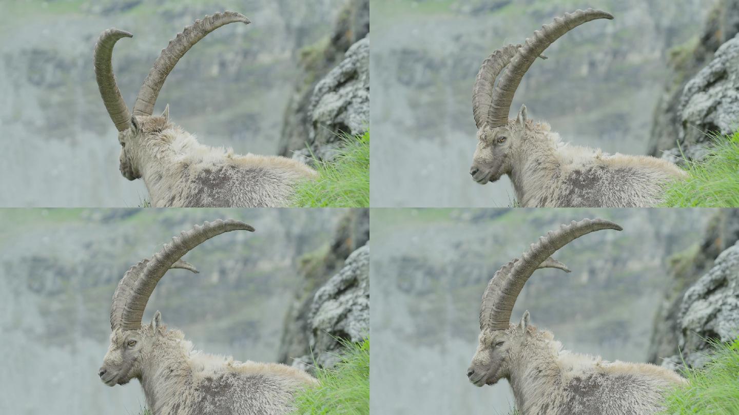野山羊特写镜头大角羊